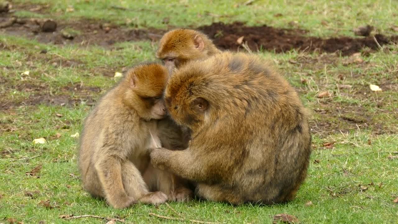 Cute monkey family..❤️🙈🙉