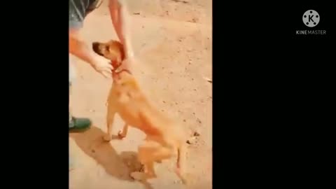 Funny dog playing|| #dog Viral Video