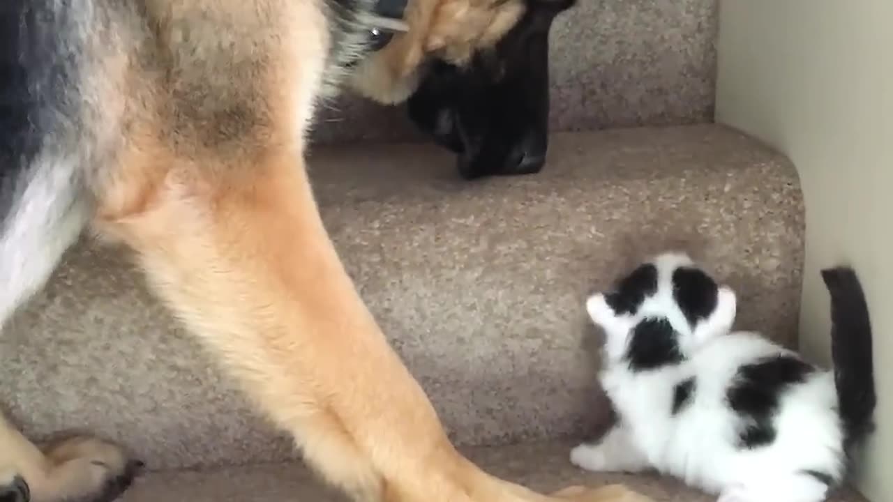 Helpful Pup Carries Foster Kittens Upstairs