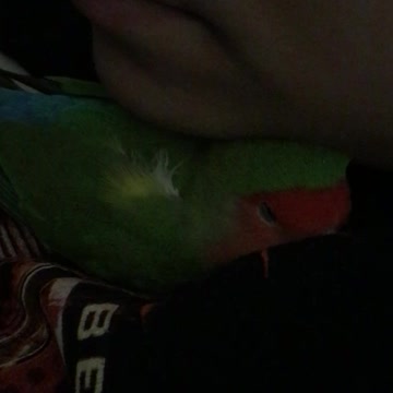 Lovebird Cuddle
