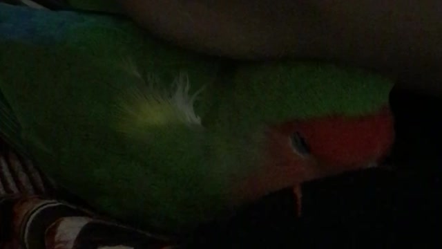 Lovebird Cuddle