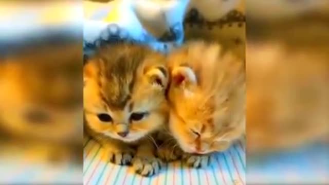 Cute 🙀 cats funny 😻video 2021