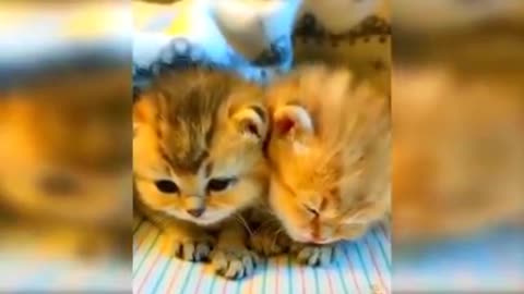 Cute 🙀 cats funny 😻video 2021