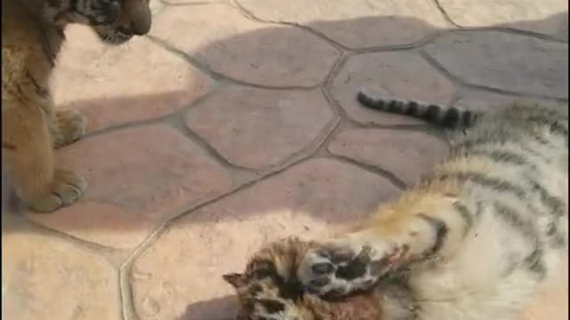Baby baboon and tiger playing