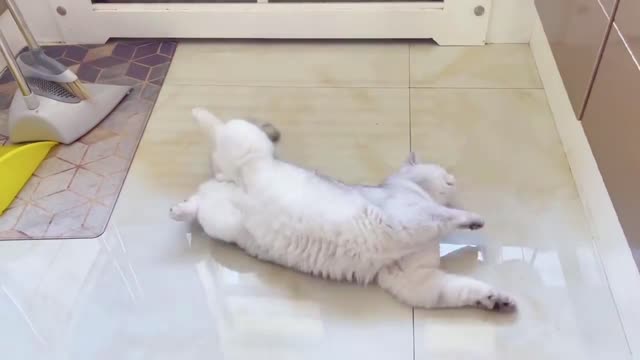 I thought the floors in my house were so clean.