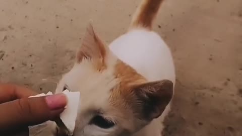 My lovely cat eats cheese