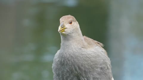 nature-bird-birds-yard-colombia