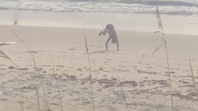 Presurf stretch beef pink shorts guy handstand sand beach