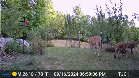 Four Deer