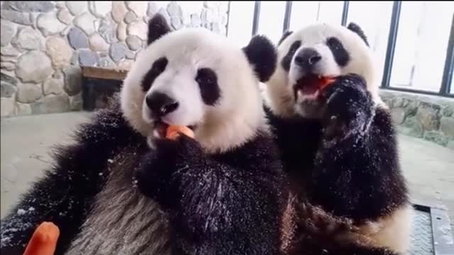 Cute panda❤❤❤🥰🥰🥰