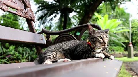 Funny Cats and Kittens Meowing Compilation