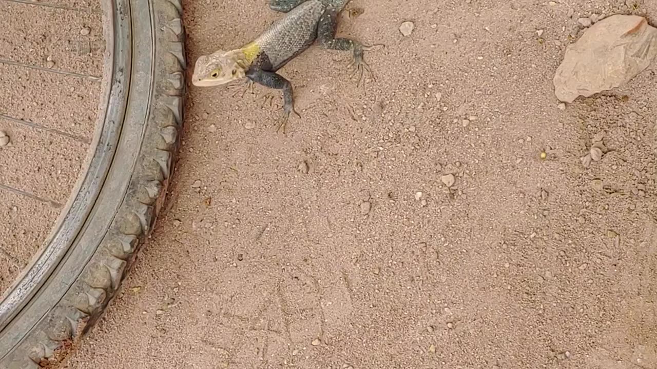 Lizard Display