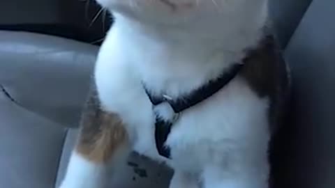 Funny Little Puppy Gets Angry at His Own Hiccups