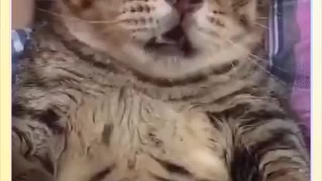 How cold the world is, however, the world can be beautiful and gentle by being around cats.