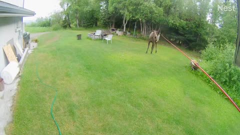 Musically Talented Moose Playing With Wind Chimes