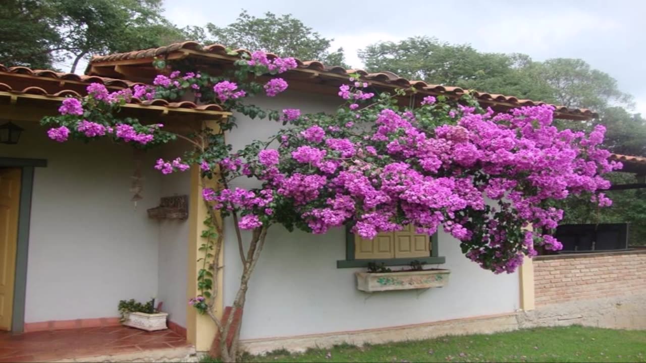 Ideias de Bougainvillea para decorar fachada da casa 🌸