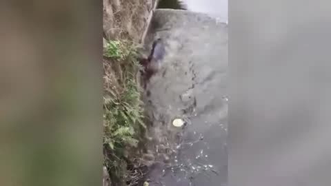 FUNNY ANIMAL VIDEOS CATS AND DOGS