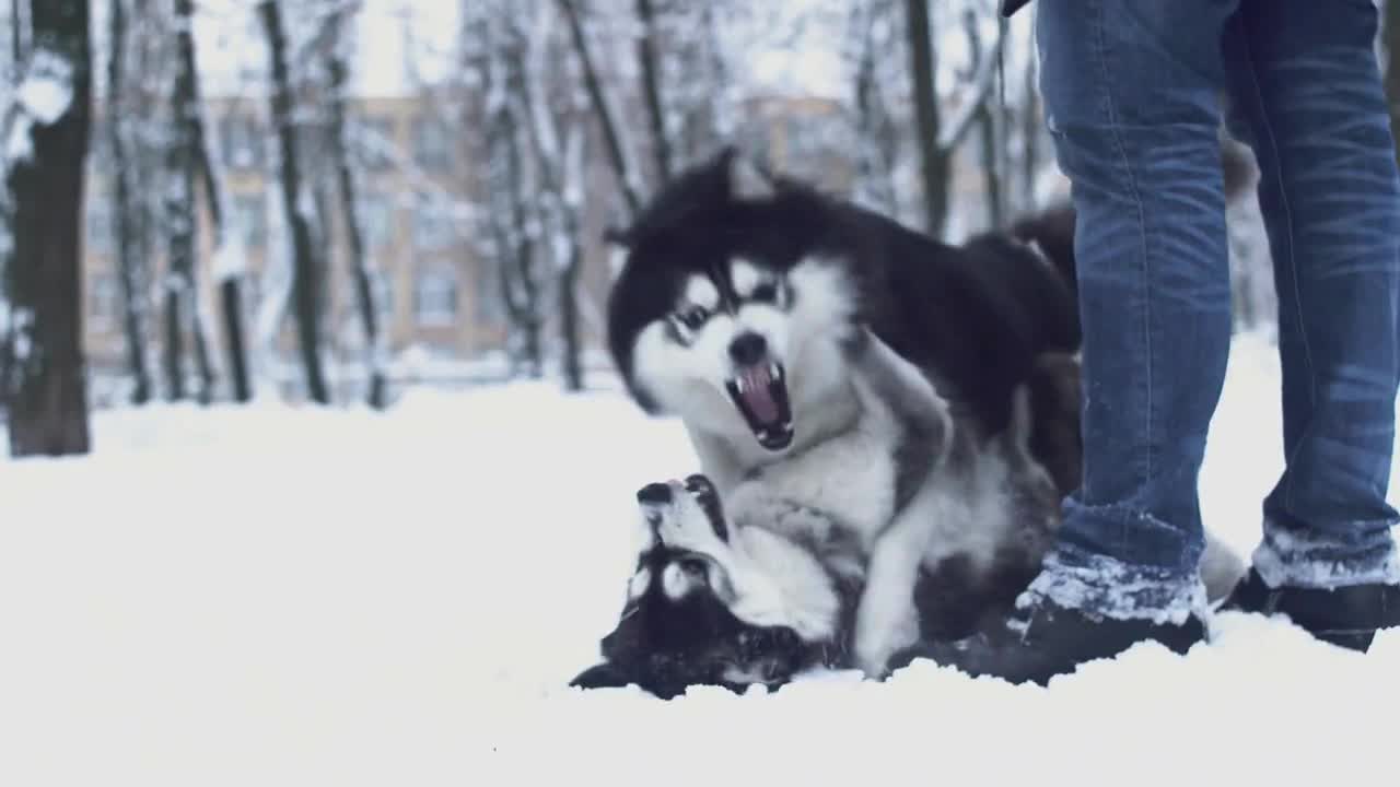 play with their owner walking together in the park in winter day