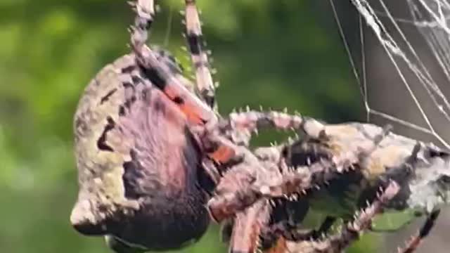 Massive backyard spider wraps up its catch