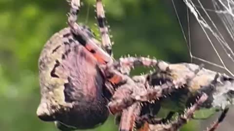 Massive backyard spider wraps up its catch