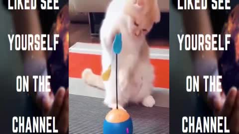 Funny Cats Video Compilation 01