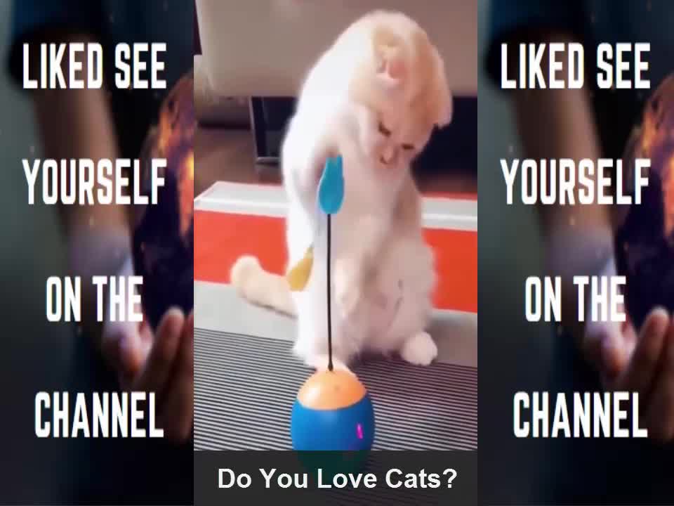 Funny Cats Video Compilation 01