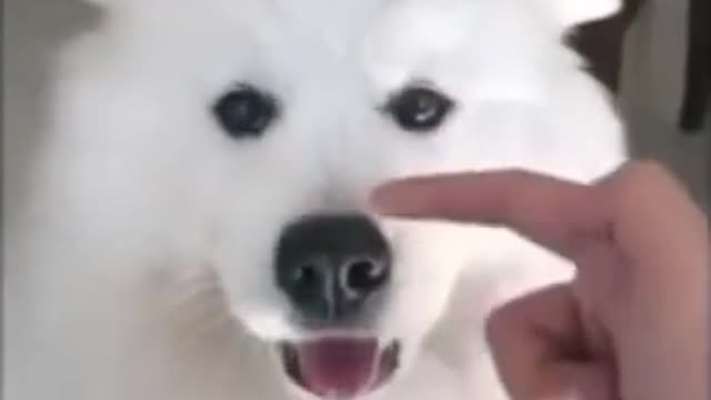 White Dog and Parrot Friends