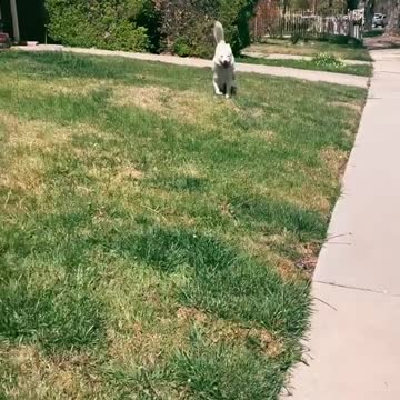 THE DOG IS HAPPILY DANCING WHILE RUNNING