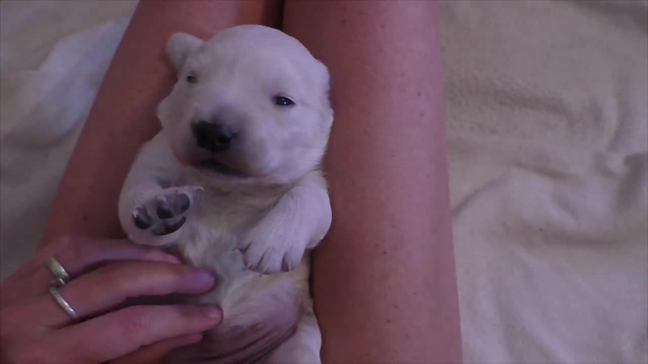 Cute Golden Retriever Puppy Enjoys Cuddling