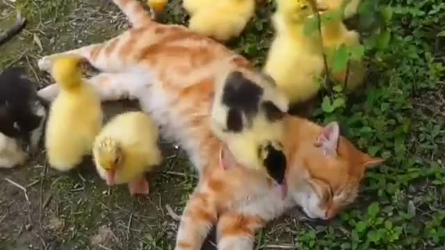 Baby animals cuteness #viral