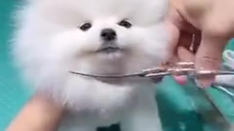 Cute puppy hair cutting