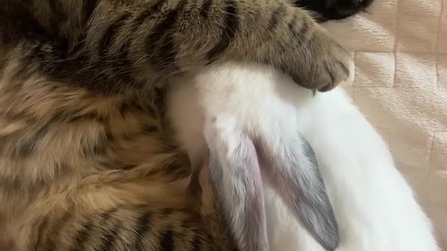 #Pets Sleeping Underneath The Bed Sheet#love pets😍😍😘😘