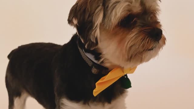 A dog with yellow bow tie: "Where am I?"