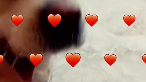 Dog with Snapchat 💗🎥🎥