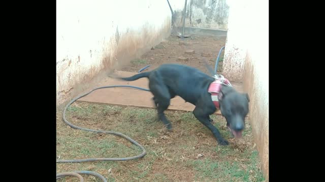 The Legitimate American Pit Bull Terrier Red Boy Jocko Bolio Tombstone Little Gator Caver