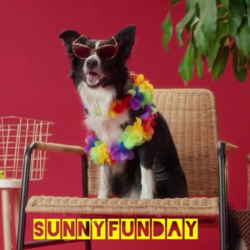 Stylish dog... LOL...