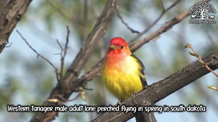 On The Bosom Of nature : Western tanager male adult lone perched flying in spring in south dakota