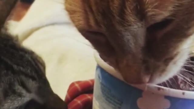 Cat Gets Brain Freeze - Funny Cats Eating Ice Cream