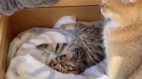 ments Viral Clips #shorts Video😹_ #trending #funny #animals #reels