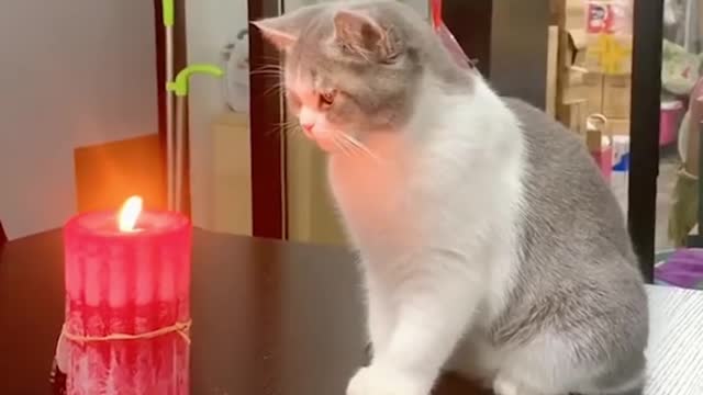 OMG So Cute ♥ Best Funny Cat Videos 2021