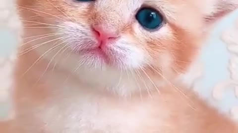 a cute little baby cat makes you laugh!