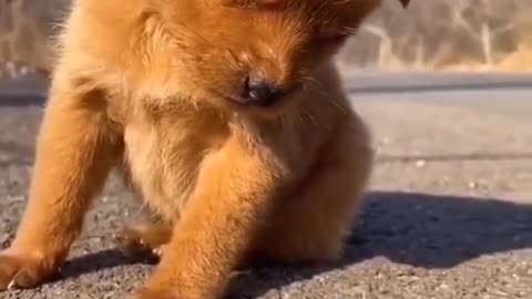 Cute puppy loved to see his activity