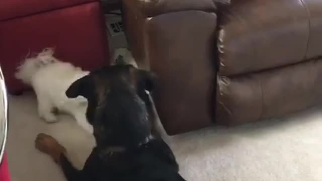 Small white fluffy dog fighting with big black dog