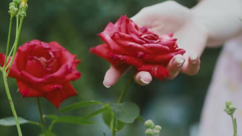 flowers