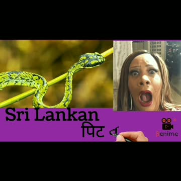 Some Very Colourful Snakes Of OUR World.