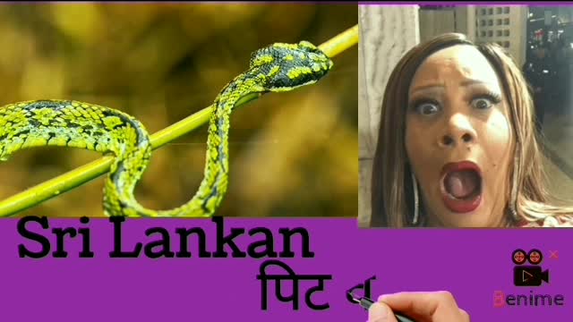 Some Very Colourful Snakes Of OUR World.