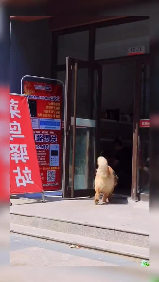 This dog is jealous of its owner's