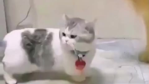 Funny pets