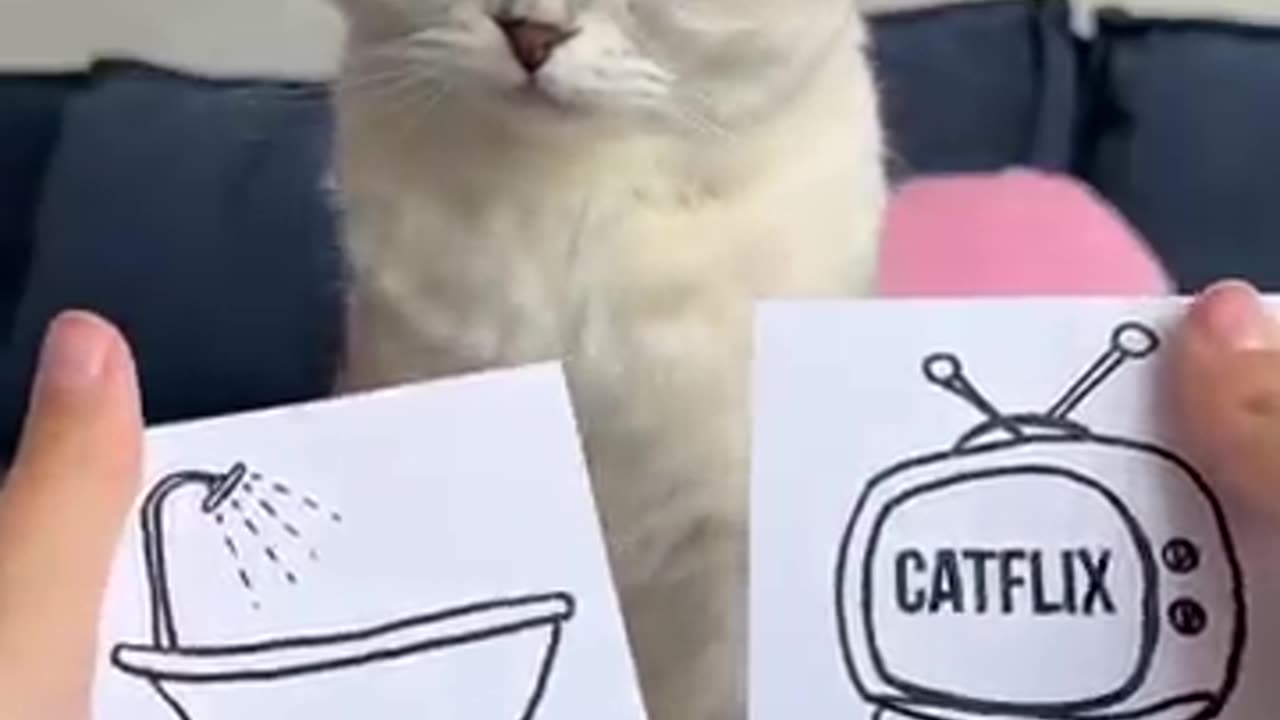 Funny cat very funny video 😂😂