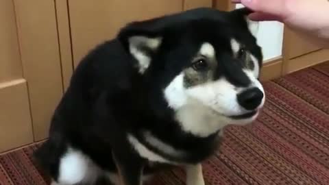 Dogs who like to be touched.